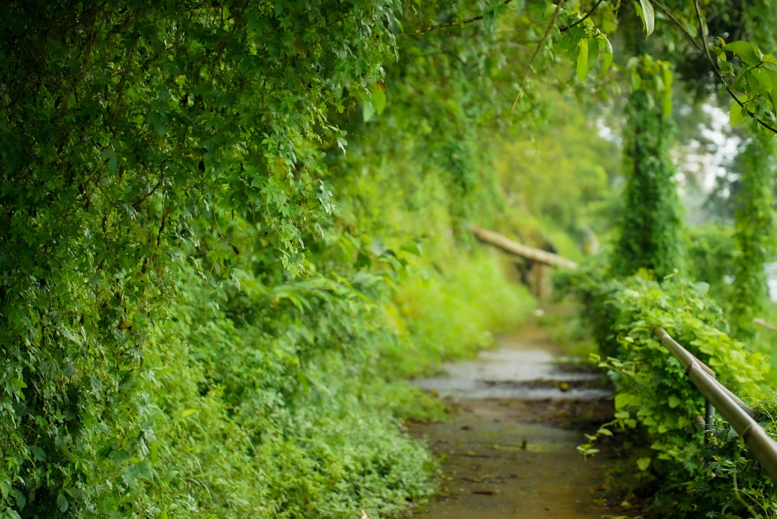 Best Place to go in India, green plants Kerala