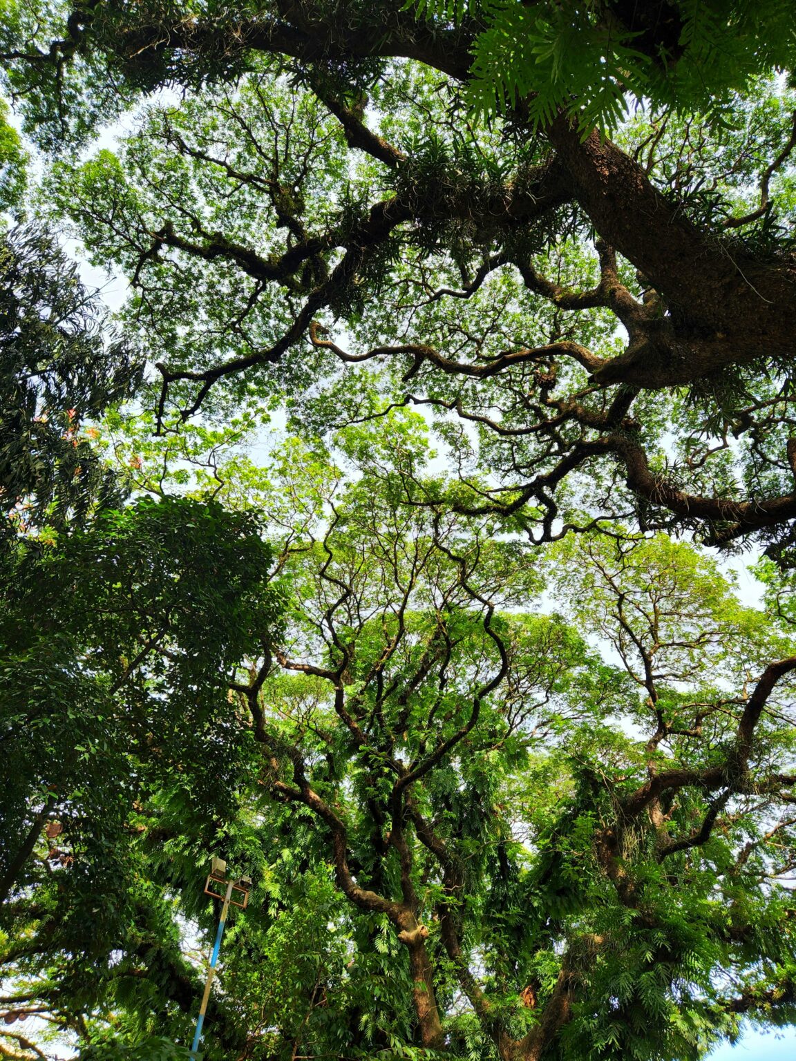 Beautiful tree filled view in Manali, Best place to go in India