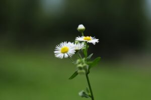Beautiful flowers