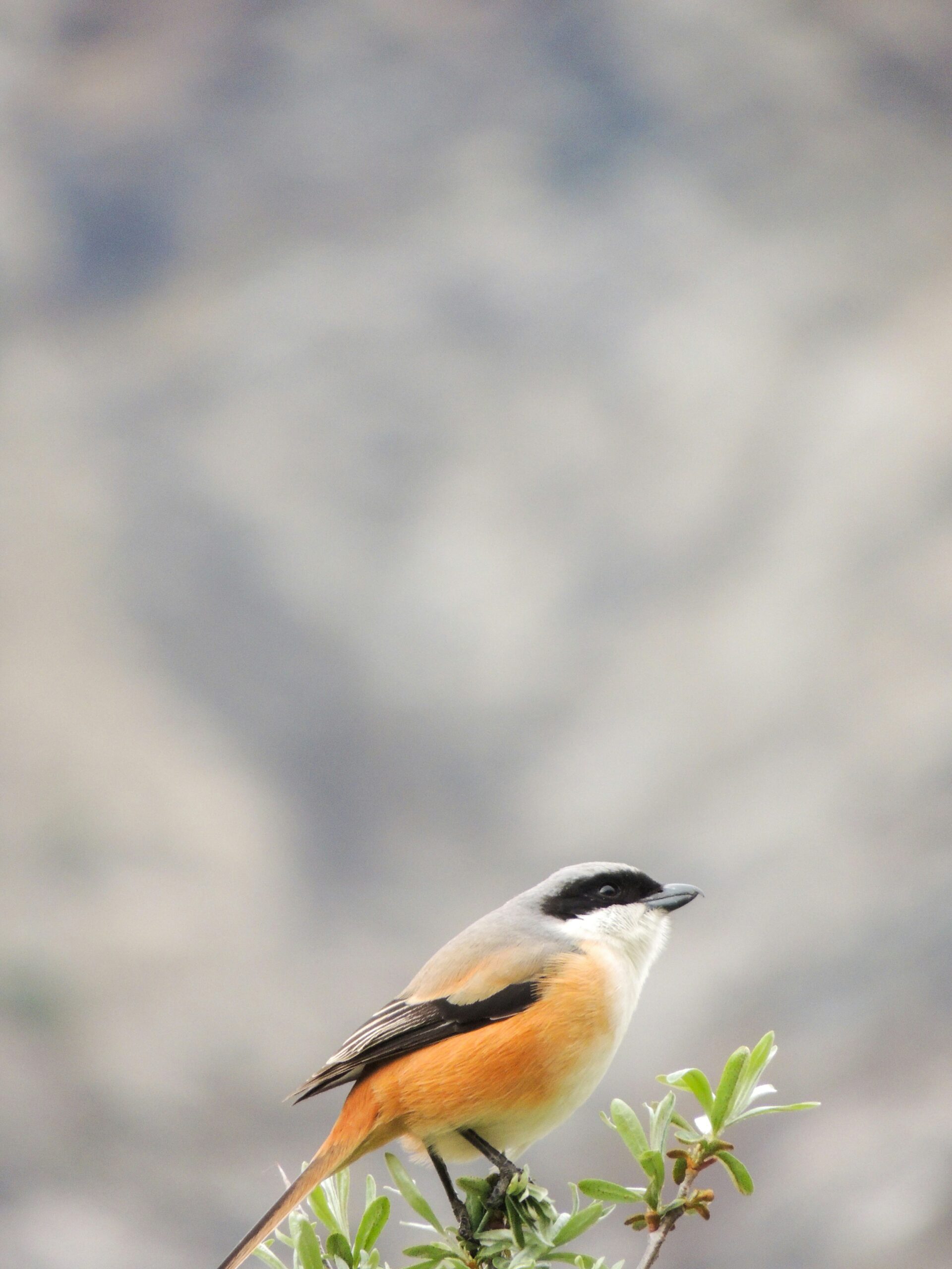 Birds of the Himalayas in Manali