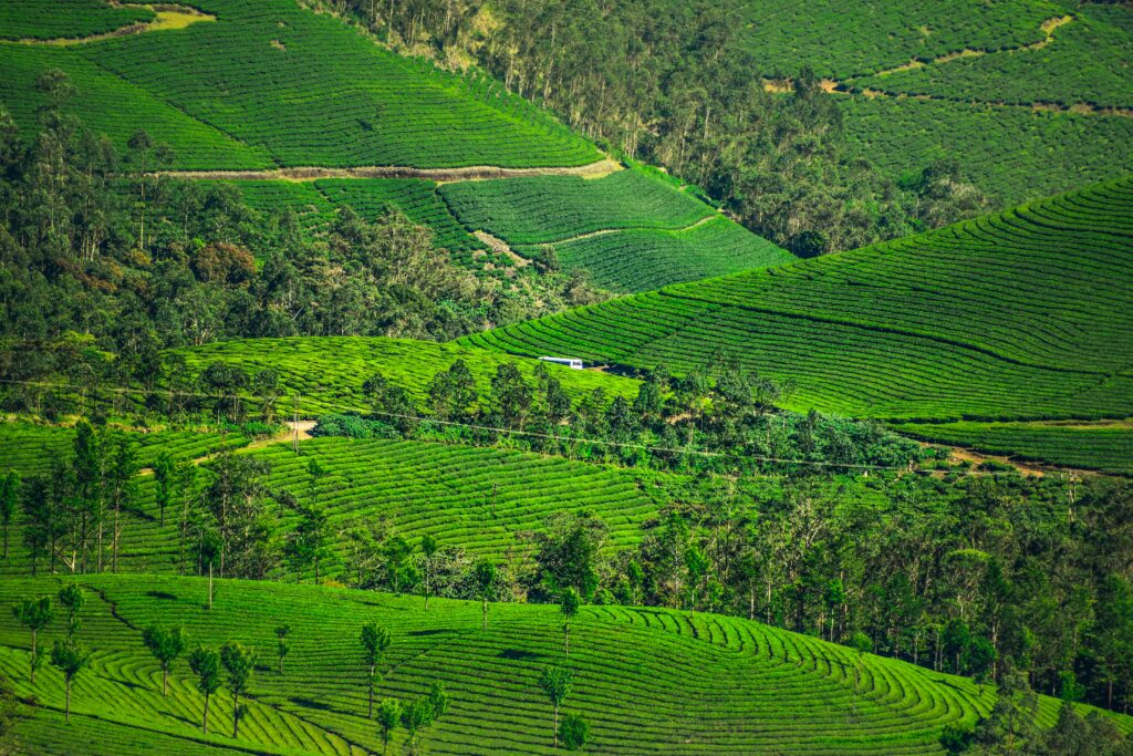 Kerala tropical plants, India Tourist Destinations