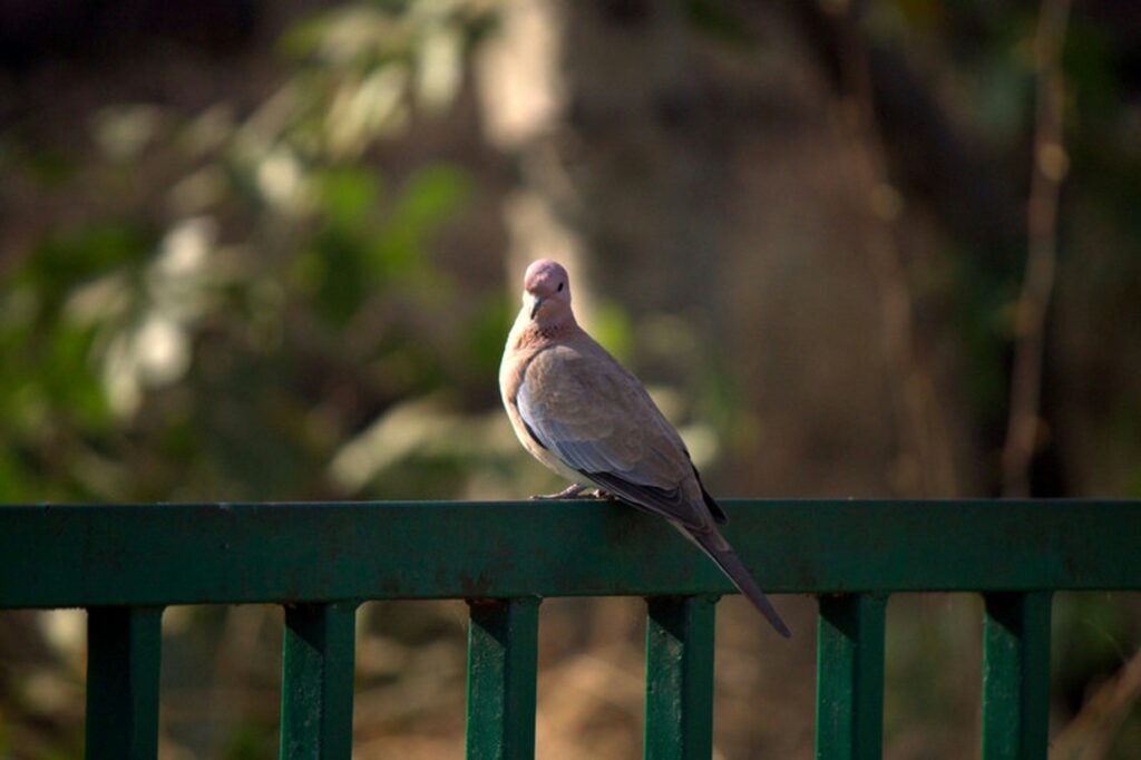 Manali tourist place with pigeon on terrace surrounded by nature